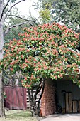 PHOTINIA SERRULATA CHINESE PHOTINIA