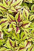 COLEUS PINEAPPLE SPLASH