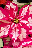 POINSETTIA ICE PUNCH