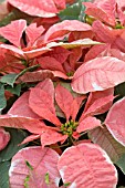 POINSETTIA SILVER STAR MARBLE