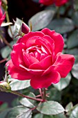 ROSA DOUBLE KNOCK OUT RED