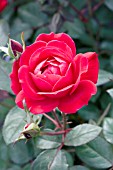 ROSA DOUBLE KNOCK OUT RED