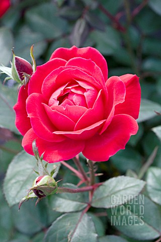 ROSA_DOUBLE_KNOCK_OUT_RED