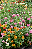 ZINNIA ELEGANS MIX PLANTING