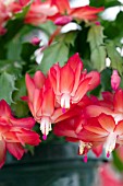 SCHLUMBERGERA DARK MARIE