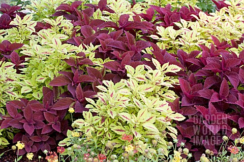 COLEUS_PLANTING_RED_AND_YELLOW