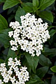 VIBURNUM TINUS SPRING BOUQUET