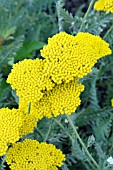 ACHILLEA ALTGOLD