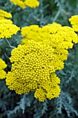 ACHILLEA CORONATION GOLD