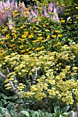 ACHILLEA, HELIANTHUS AND ASTILBE MIX