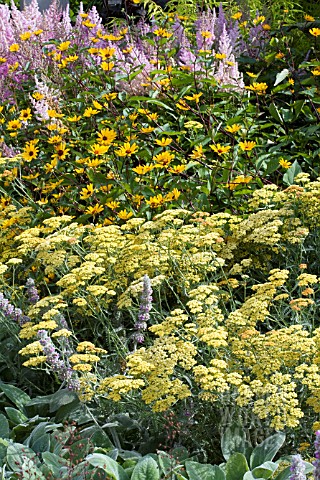 ACHILLEA_HELIANTHUS_AND_ASTILBE_MIX
