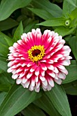 ZINNIA ELEGANS SWIZZLE CHERRY AND IVORY