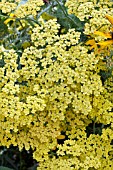 ACHILLEA MILLEFOLIUM TERRA COTTA