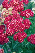 ACHILLEA PAPRIKA