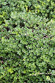 ARCTOSTAPHYLOS UVA-URSI MASSACHUSETTS