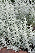 ARTEMISIA LUDOVICIANA SILVER QUEEN