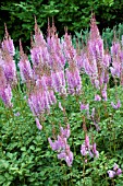 ASTILBE CHINENSIS PURPLE CANDLES