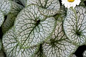 BRUNNERA MACROPHYLLA JACK FROST