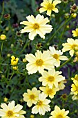 COREOPSIS CREME BRULEE