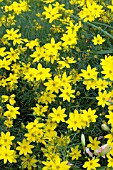 COREOPSIS VERTICILLATA GOLDEN SHOWERS