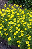 COREOPSIS VERTICILLATA ZAGREB