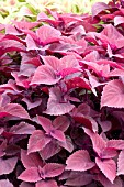 COLEUS RED HEAD