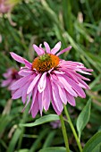 ECHINACEA PURPUREA DOUBLEDECKER
