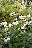 ECHINACEA PURPUREA WHITE SWAN