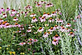 ECHINACEA PURPUREA