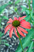 ECHINACEA TOMATO SOUP