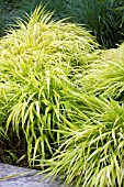 HAKONECHLOA MACRA ALL GOLD