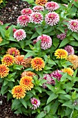 ZINNIA ELEGANS SWIZZLE MIXTURE