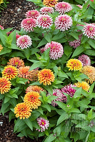 ZINNIA_ELEGANS_SWIZZLE_MIXTURE