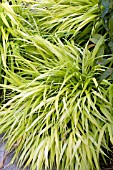 HAKONECHLOA MACRA ALL GOLD