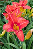 HEMEROCALLIS ALABAMA JUBILEE