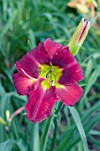 HEMEROCALLIS ANDROMEDA