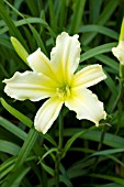 HEMEROCALLIS BUTTER CURLS