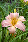 HEMEROCALLIS COLONIAL CHARM