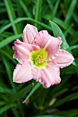 HEMEROCALLIS CORAL DIAMOND