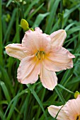 HEMEROCALLIS FLAMINGO FLING