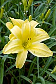 HEMEROCALLIS GOLDEN WHEEL