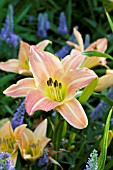 HEMEROCALLIS GREEN GLADE