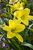 HEMEROCALLIS HYPERION SUPREME