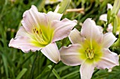 HEMEROCALLIS KATHERINE WOODBURY