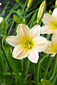 HEMEROCALLIS LITTLE RAINBOW