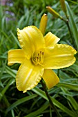 HEMEROCALLIS MARY TODD