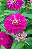 ZINNIA ELEGANS UPROAR ROSE