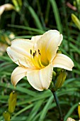 HEMEROCALLIS PICTURE HAT