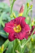 HEMEROCALLIS RUBY STELLA