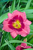 HEMEROCALLIS SILOAM JIM COOPER